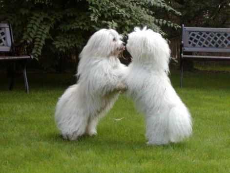 havanese.jpg