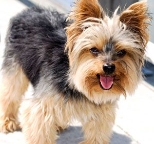 yorkshire-terrier.jpg